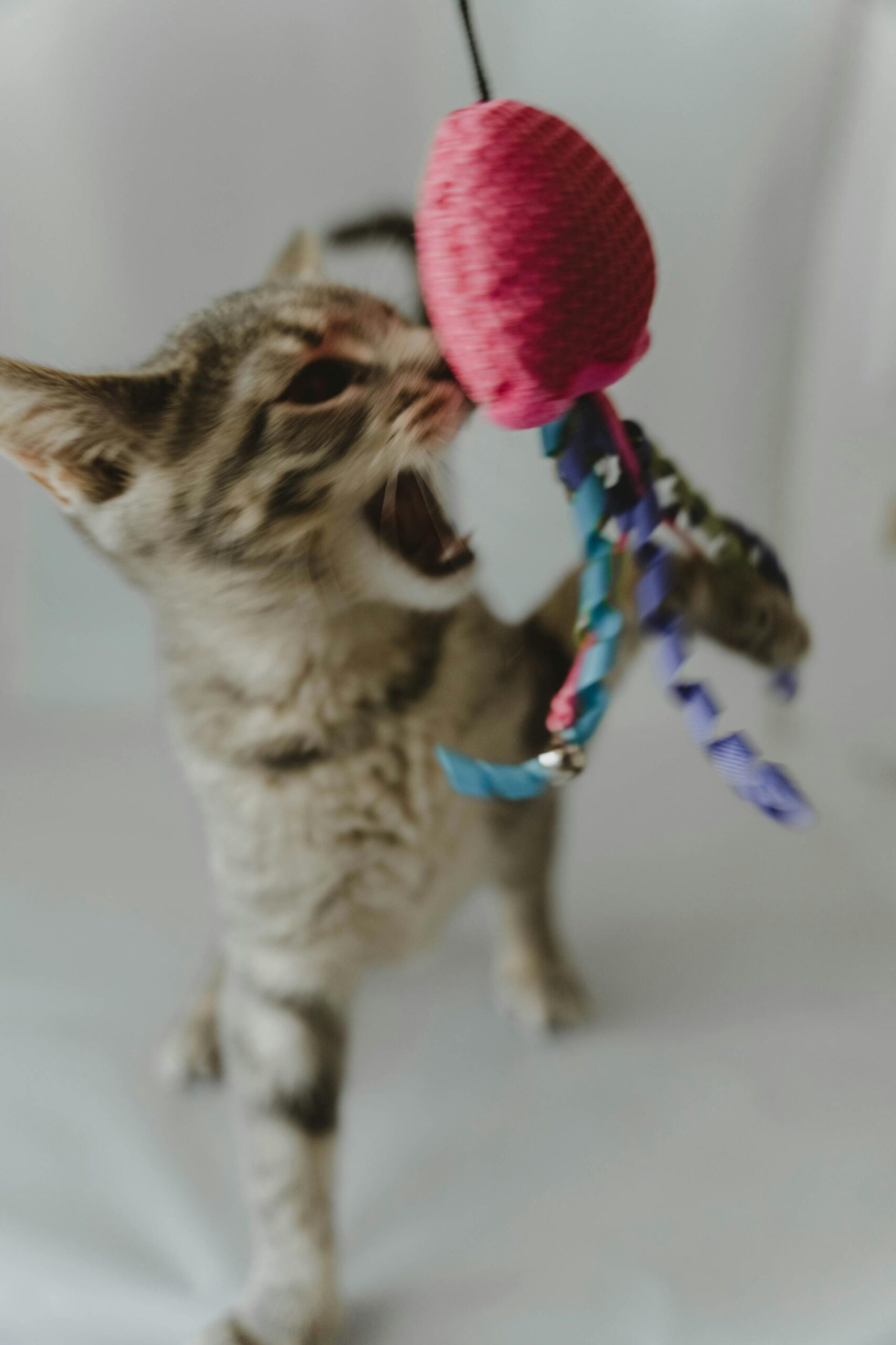 You are currently viewing Best Catnip toys for Cats